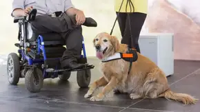 10 Animals That Makes Great Pets For Wheelchair Users & Disabled